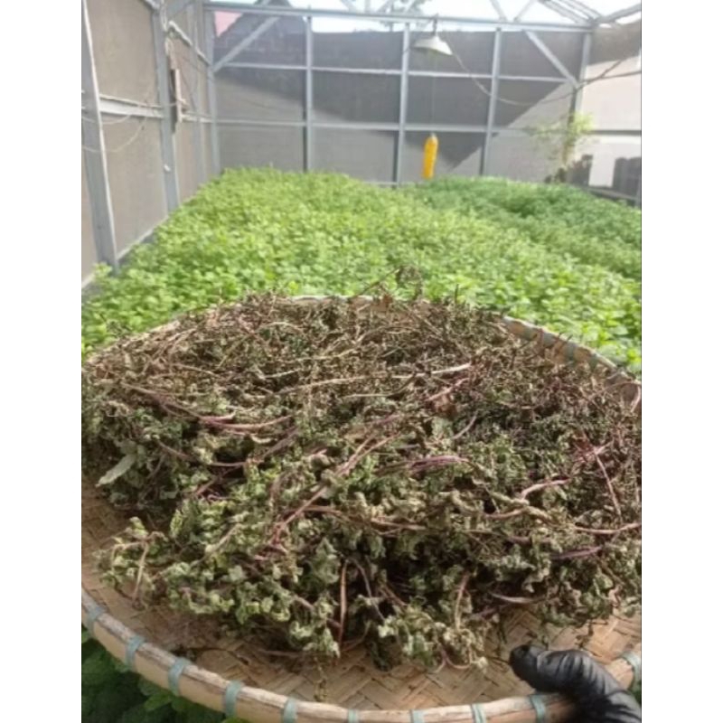 

Daun Mint Kering Asli 200 Gram