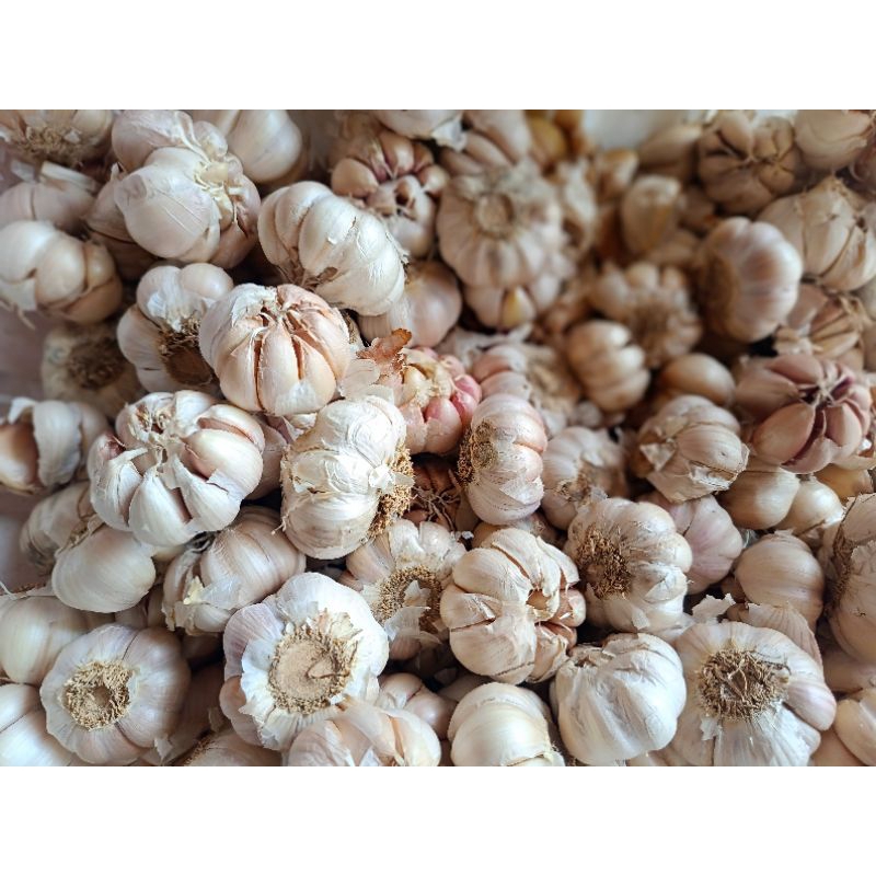 

bawang putih sinco 1 kg/500gram/250 gram