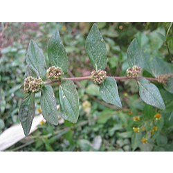 

Daun Petikan Kebo – Daun Herbal Alami Obat Sakit Maag dan Lambung