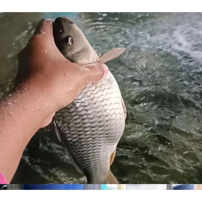 

ikan mas konsumsi segar hidup