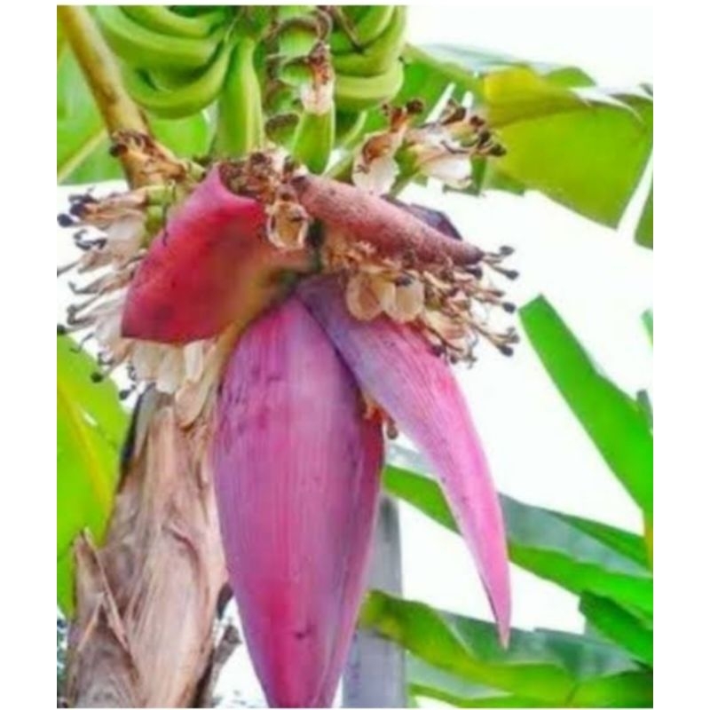 

jantung pisang segar langsung petik