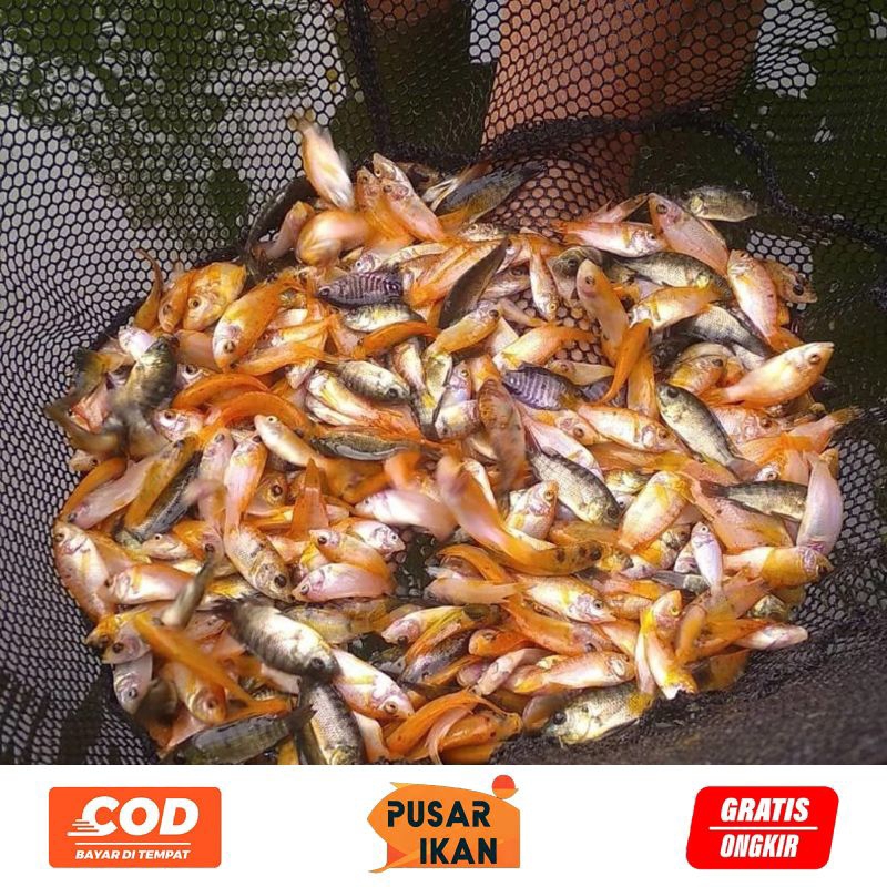 Bibit Ikan Nila Ukuran Nguaci Paket 100 Ekor
