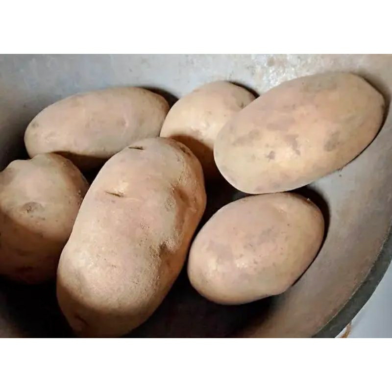 

kentang grade A kemasan 1 kg asli daerah Tengger dan bromo