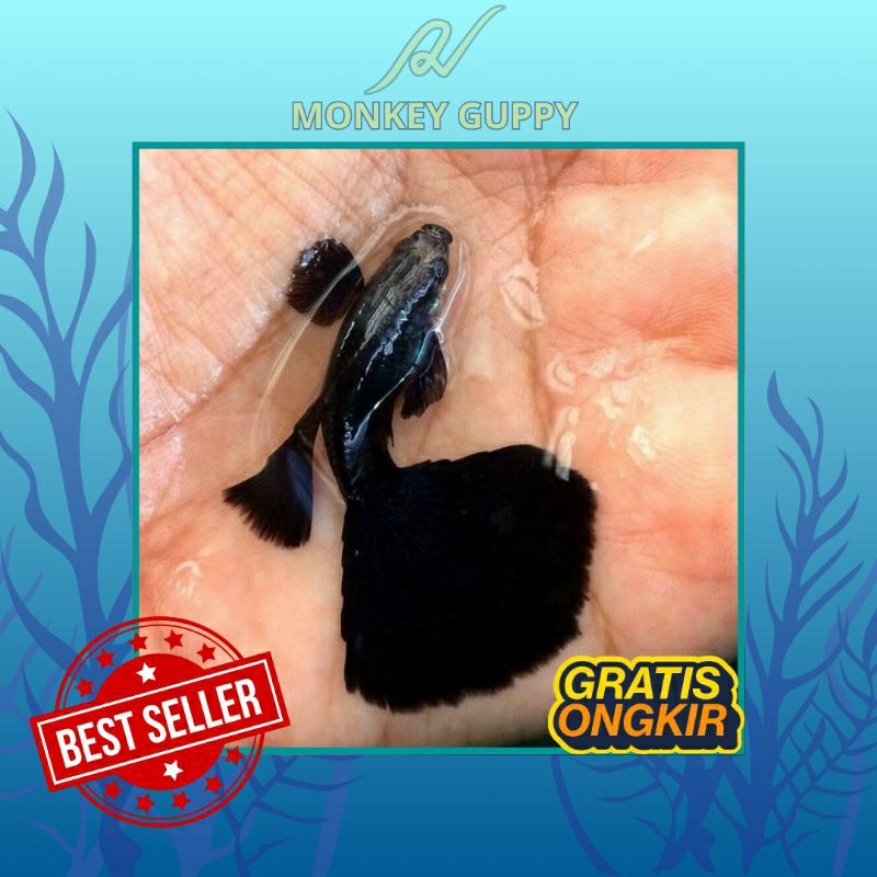 

Packing Kardus Black Moskow - Aman