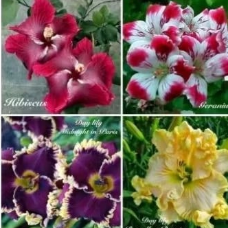 ADENIUM PAKET 4 TUMPUK WARNA TERBARU-KAMBOJA JEPANG-KAMBOJA ADENIUM ARABICUM