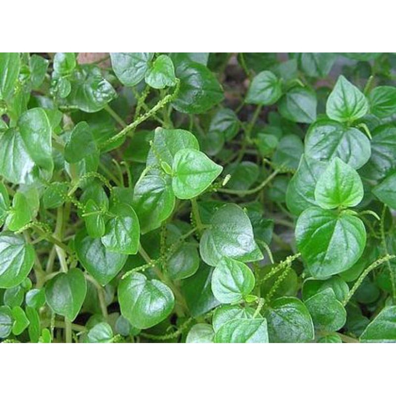 

Daun sirih cina segar per 100 grm fres baru petik