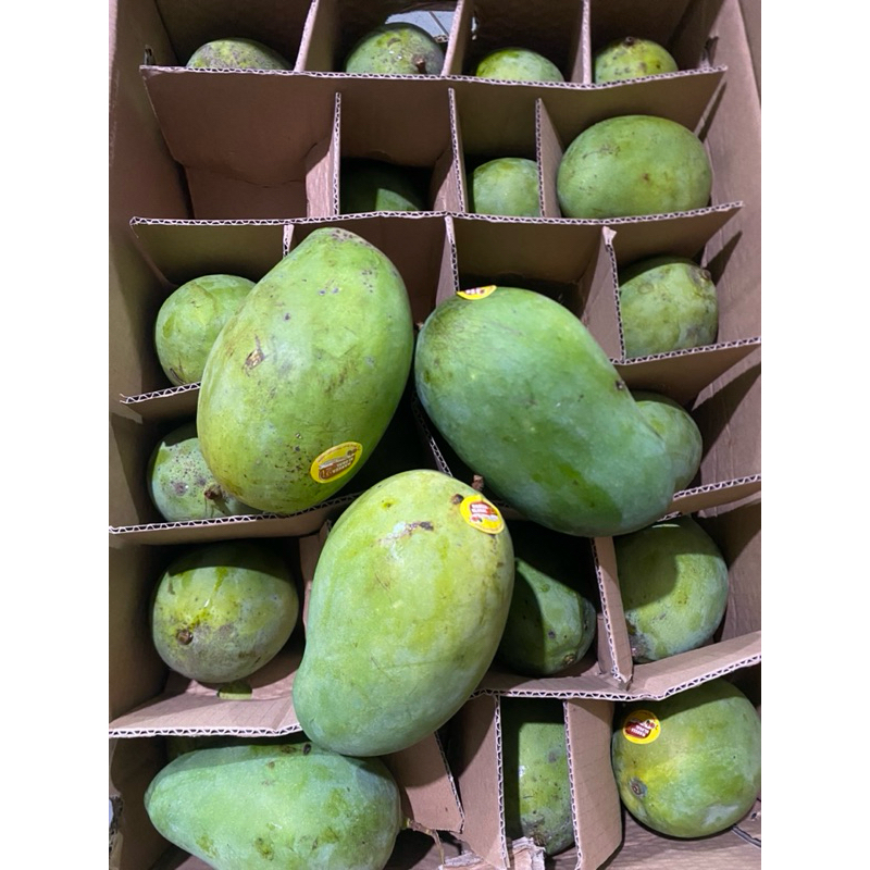 

Mangga Alpukat curah
