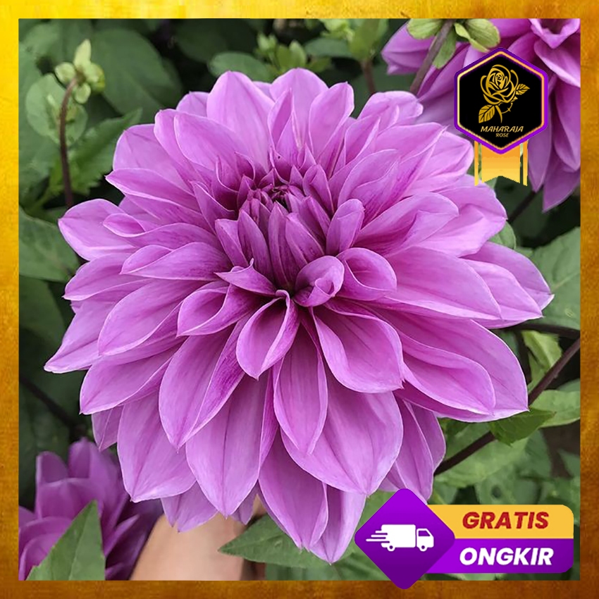 Umbi Bunga Dahlia - Benih Bunga Dahlia Aneka Macam Warna