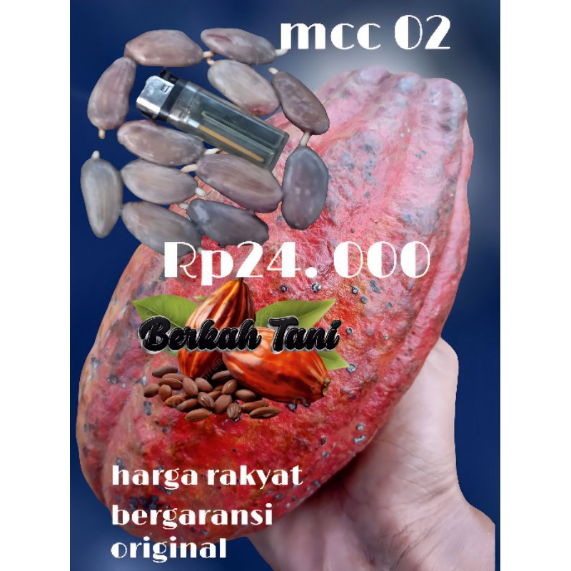 biji kakao super hemat MCC 02,bibit kakao pilihan