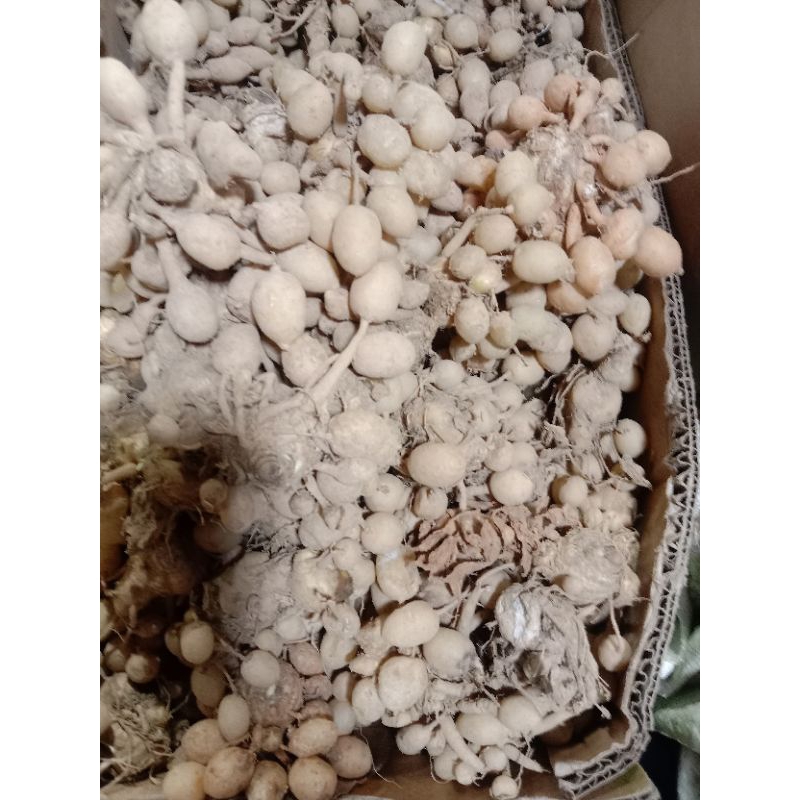 

KUNYITPUTIH1KG