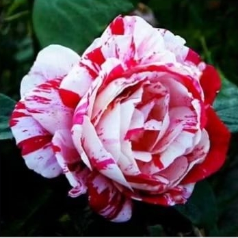 bunga mawar batik corak merah putih bunga mawar hidup