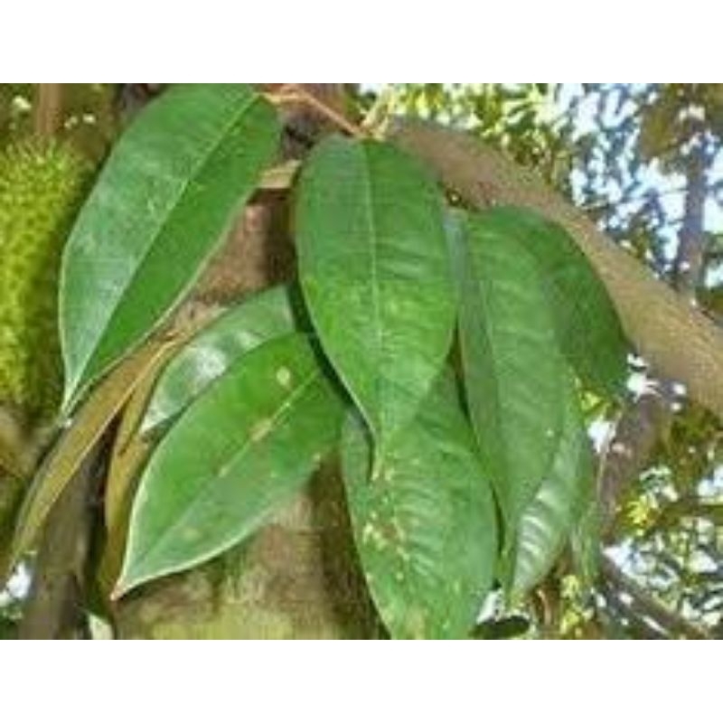 

100 lmbr daun duren durian segar freshh dadakan