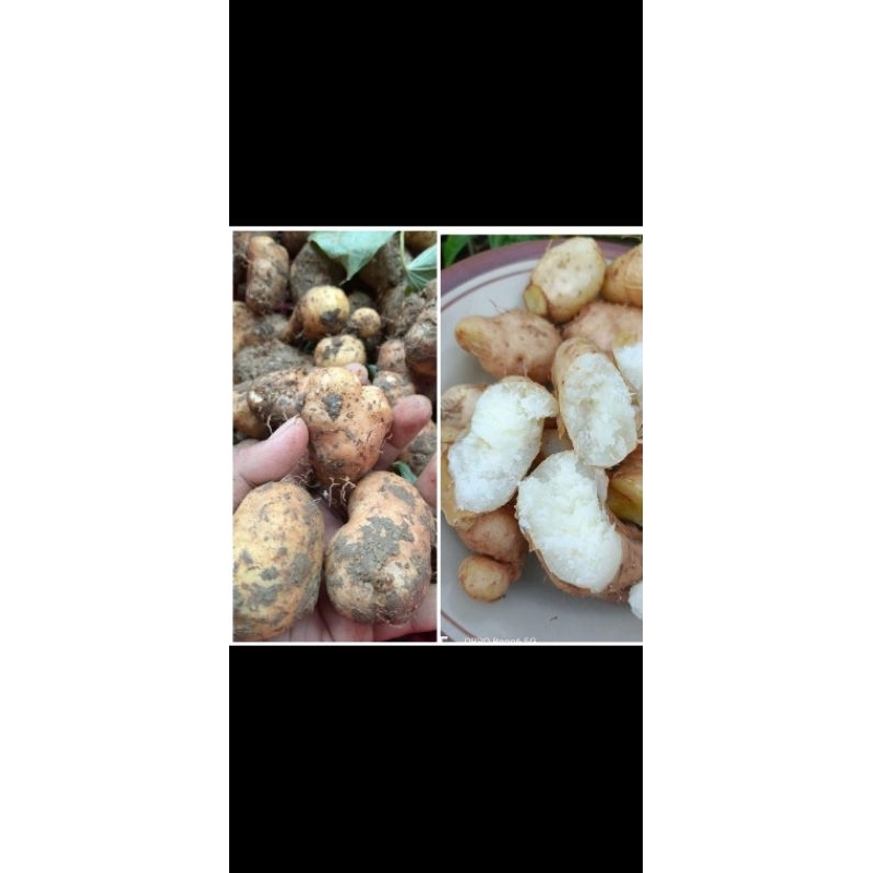 

gembili ketan / bili ketan /mbili ketan 1kg +- segar