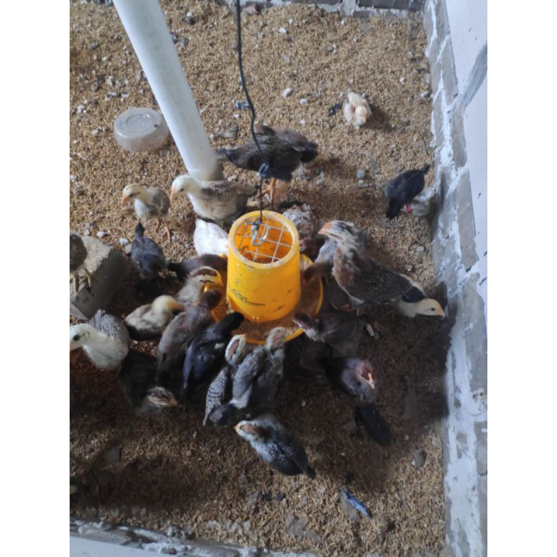 ANAKAN AYAM KAMPUNG