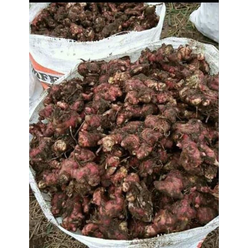 

Jahe merah segar terjamin kualitasnya Sudah bersih dari tanah size 500 gram
