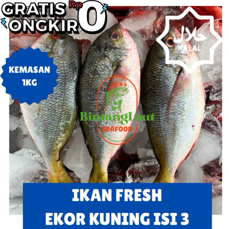 

IKAN SEGAR EKOR KUNING FRESH ISI 3 HARGA PER KG