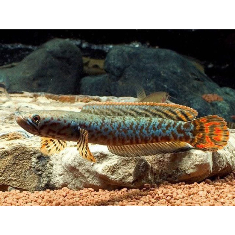 andrao betina 9-10cm