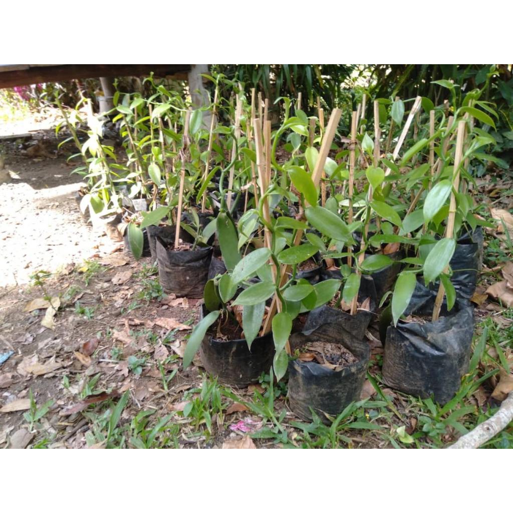 BIBIT UNGGUL TANAMAN VANILI PLANIFOLIA/TAHITI PILIHAN TERBAIK