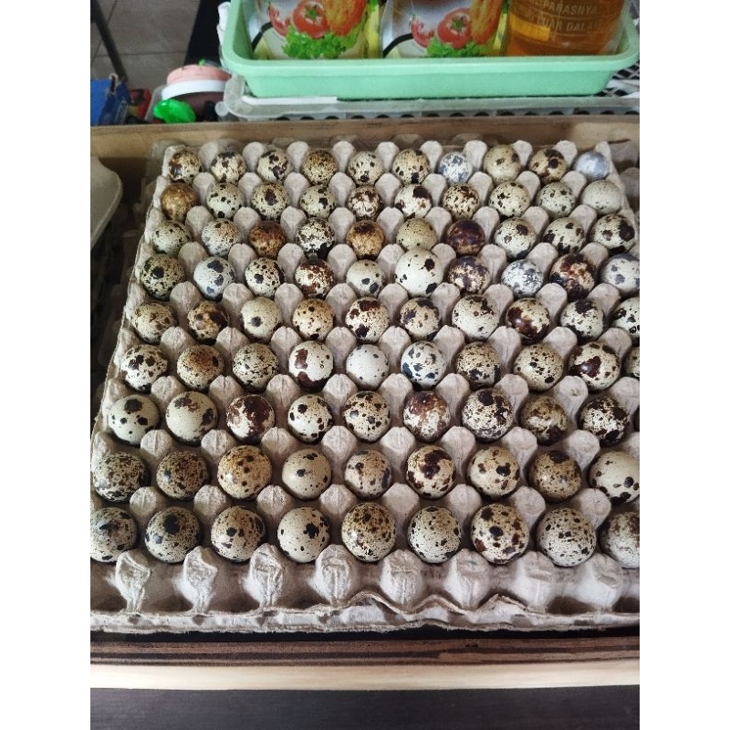 

TELOR PUYUH KUALITAS TERBAIK UKURAN KECIL SEDANG