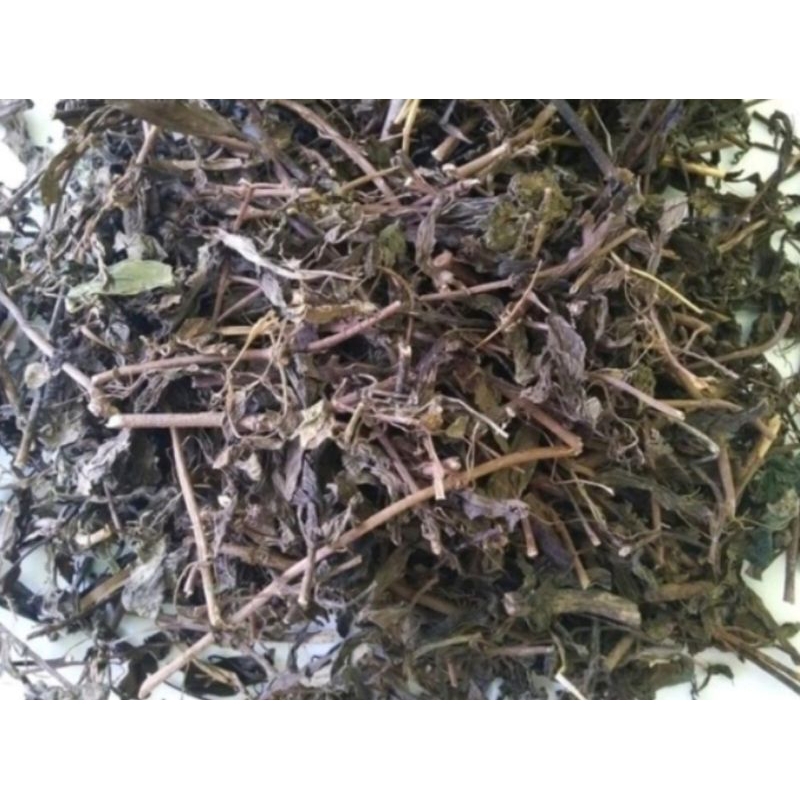 

DAUN KUMIS KUCING KERING