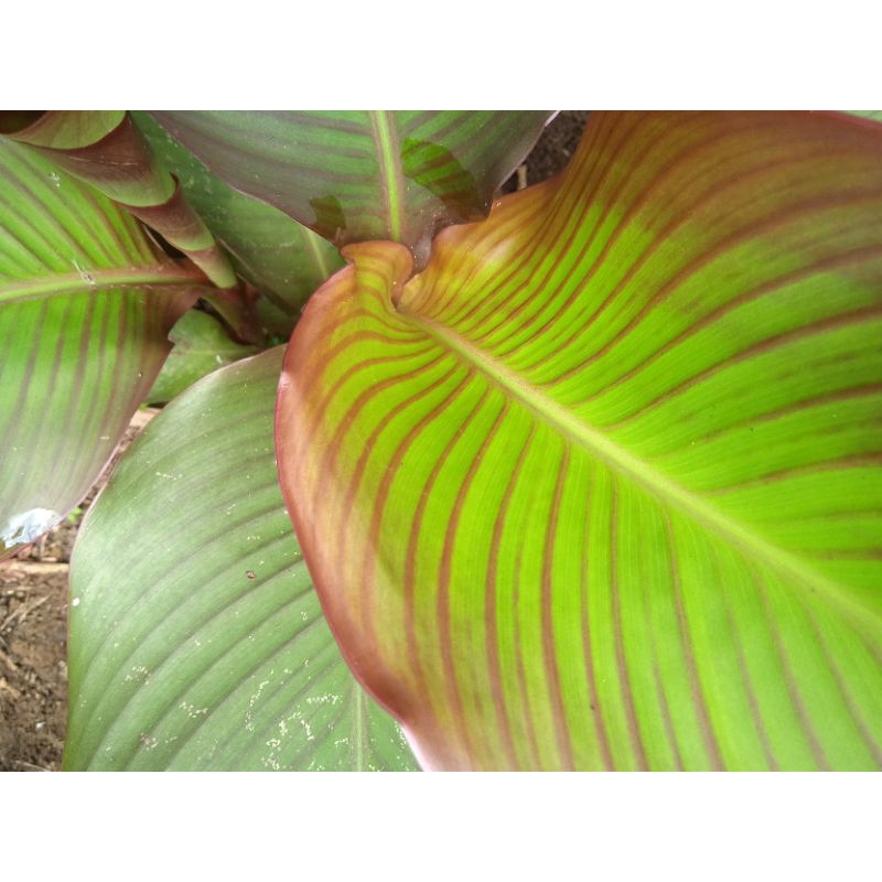 

daun umbi gayong merah segar per 250 grm