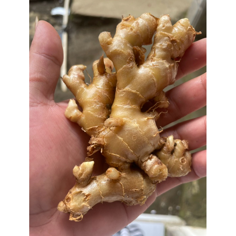 

jahe emprit segar 500g