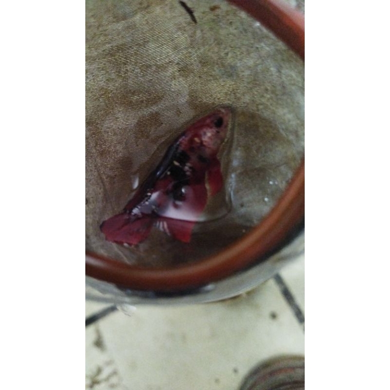 Plakat Red Koi Cooper