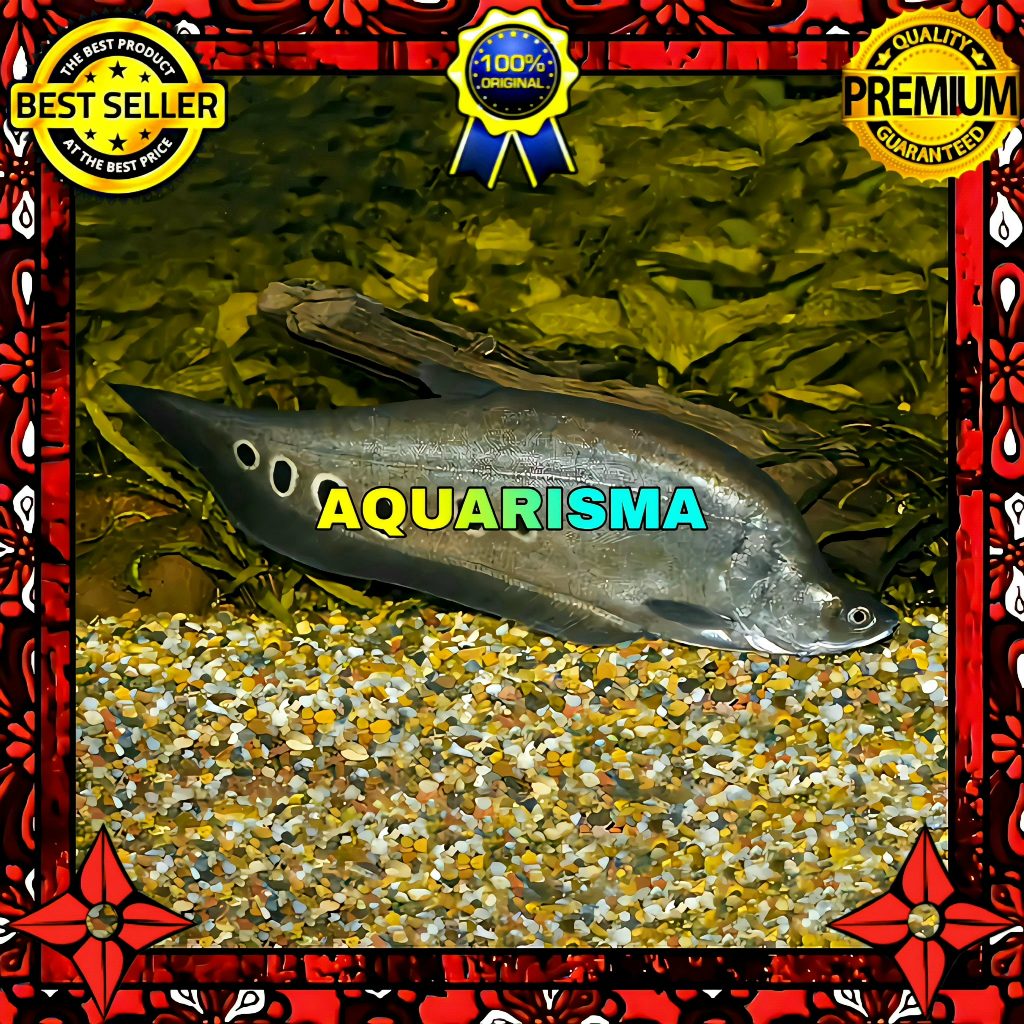 KEBUTUHAN AKUARIUM - BELIDA BANGKOK THAILAND TOTOL HITAM 5-6 CM