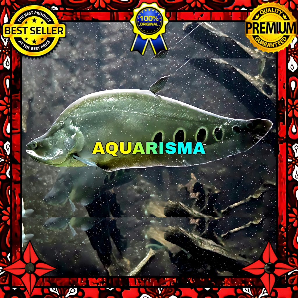 KEBUTUHAN AKUARIUM - BELIDA BANGKOK THAILAND TOTOL HITAM 6-7 CM