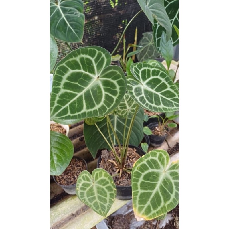 kuping gajah tarantula