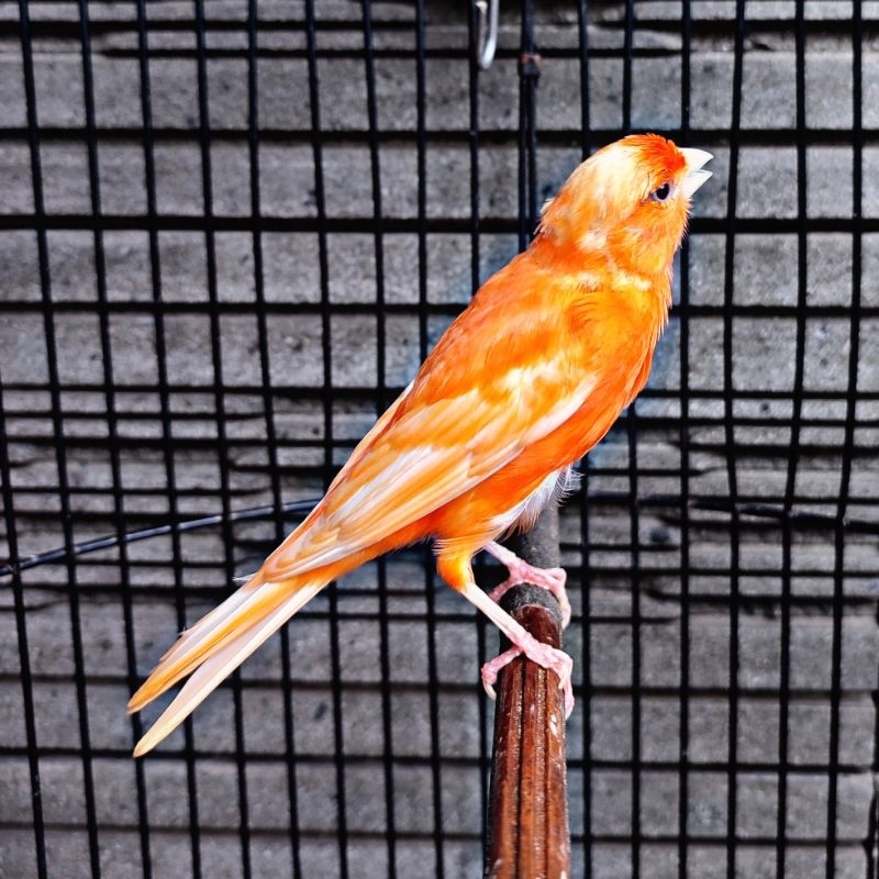 Kenari Merlok Original - Jantan Gacor (Only Instant Delivery)