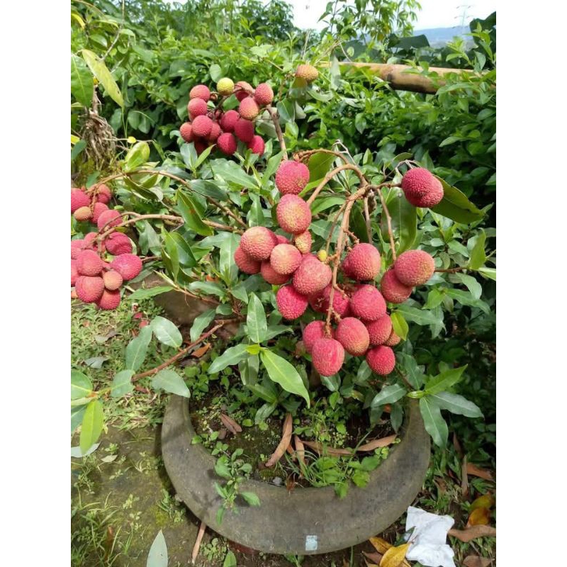 bibit leci merah sudah hasil cangkok siap berbuah