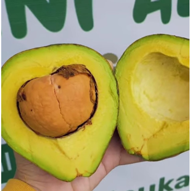

alpukat mentega 1 kg