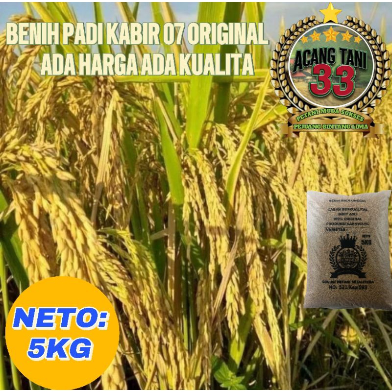 BIBIT PADI KABIR 07 ORIGINAL BERKUALITAS SUPER UNGGUL (5KG).