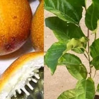

silahkan Bibit pohon buah markisa - bibit markisa Terlaris..