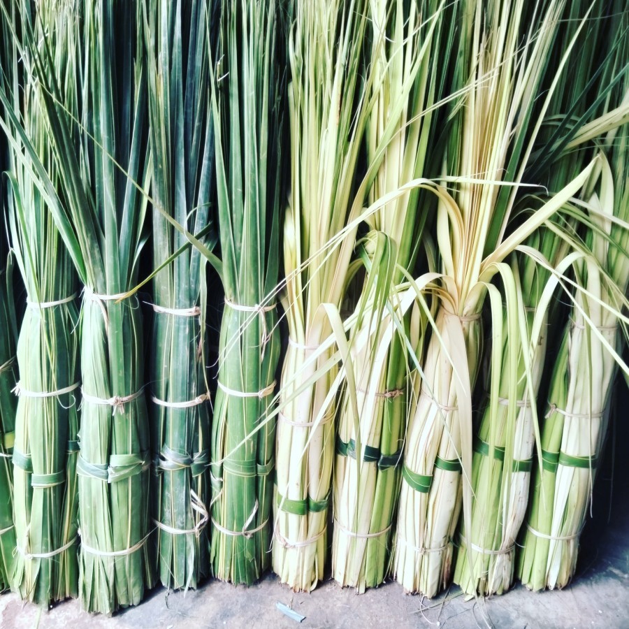 

Daun Kelapa Daun Ketupat Daun Janur Kulit Ketupat Janur Kuning 50 Lembar