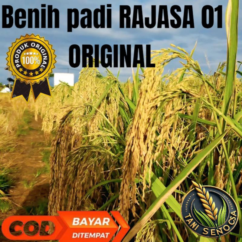 BENIH BIBIT PADI RAJASA 01 ORIGINAL 10KG