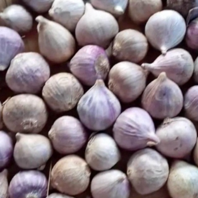 

Bawang Lanang Bawang Tunggal