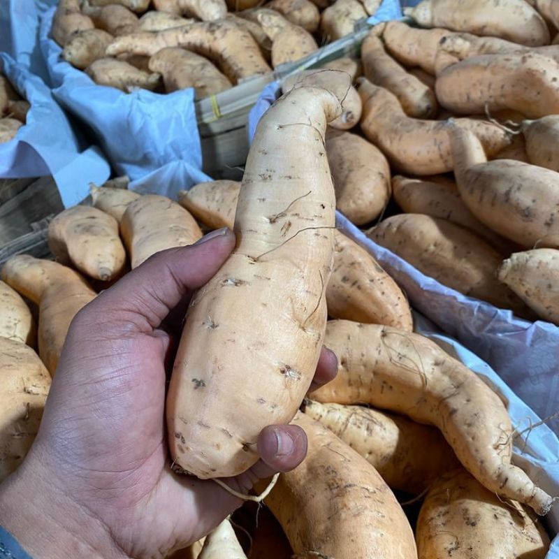 

Ubi Cilembu mentah 1kg