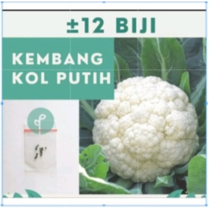 

TM ±12 Benih Bibit Kembang Bunga Kol Putih