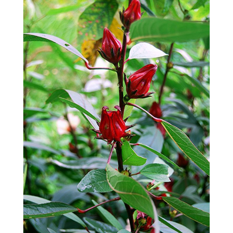 

Rosella Segar