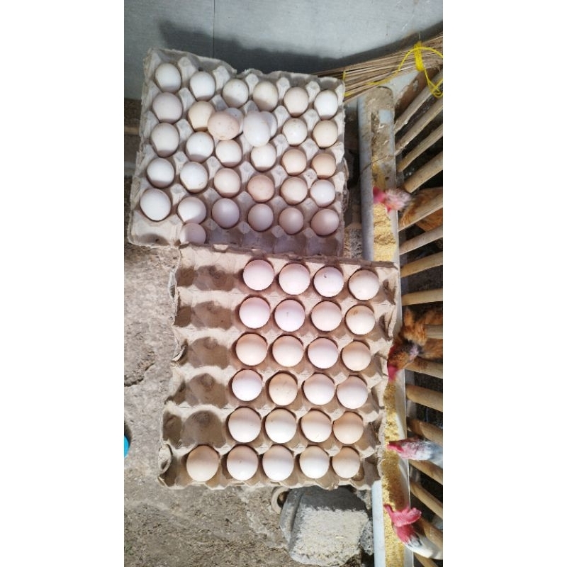 

Telur Fertil