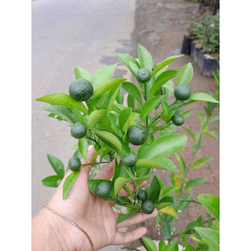 

jeruk santang madu berbunga, siap berbuah