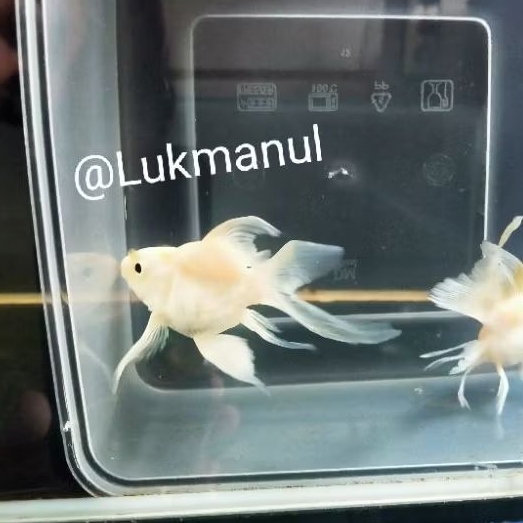 Ikan koi SB Butterfly Hudielong Golden