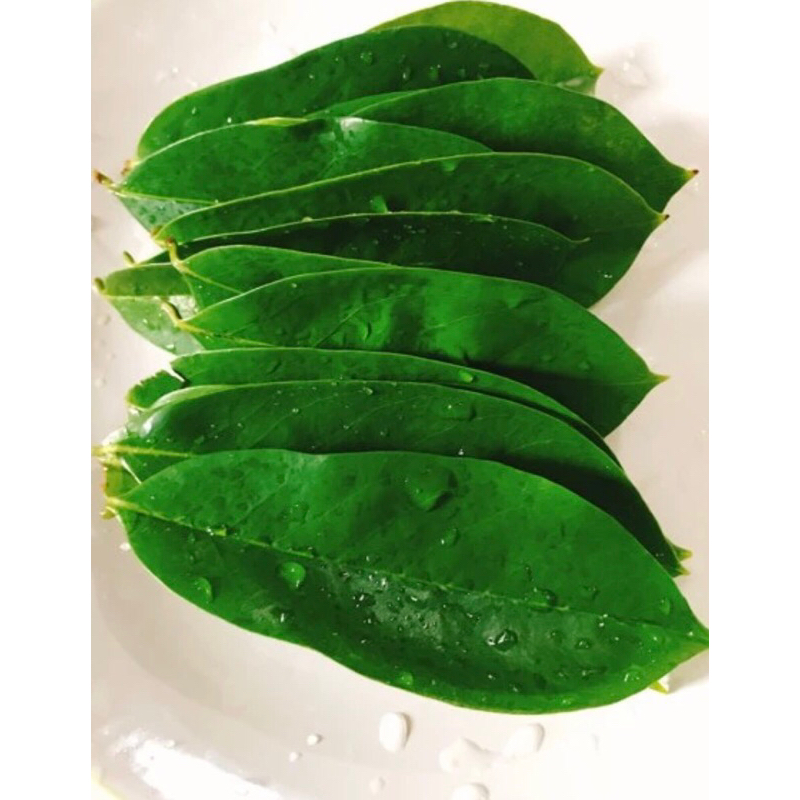 

Daun sirsak segar dari pohon 100 lembar