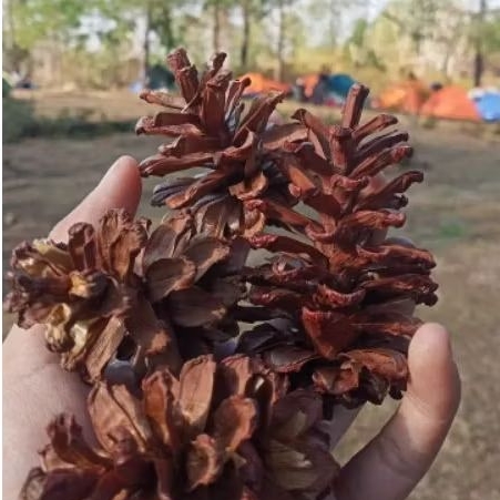 

buah/ bunga Pinus kering per 500 grm siap kirim