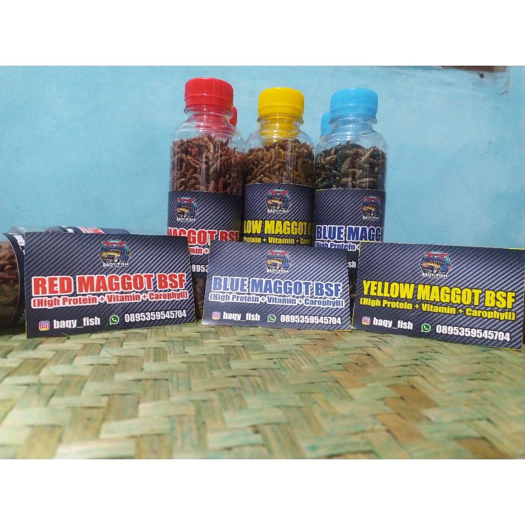 MAGGOT KERING BSF (MAGGOT PAKAN IKAN)