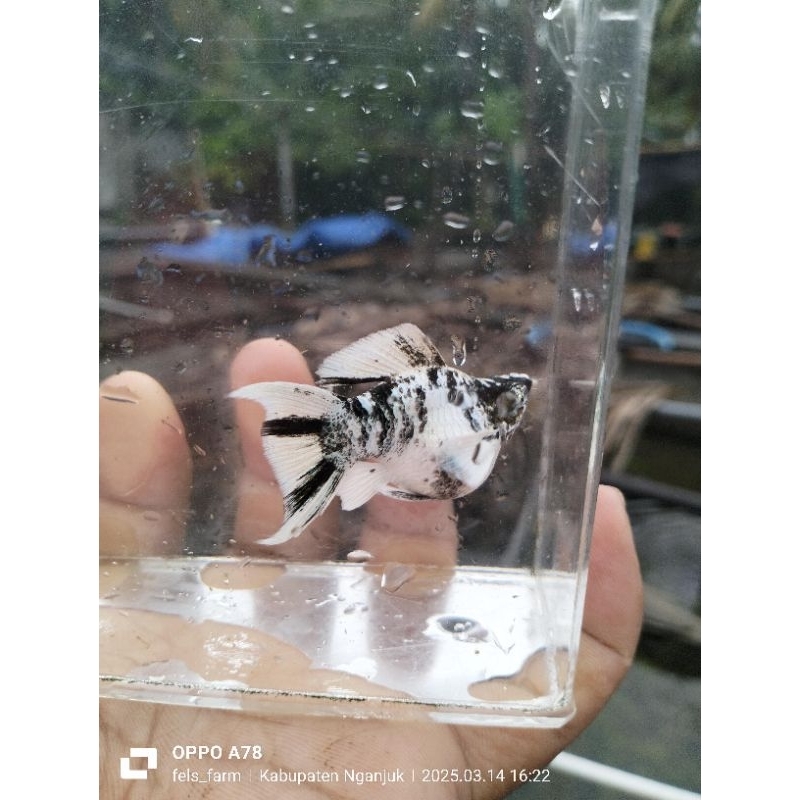 zebra lyretail (line Philipina)