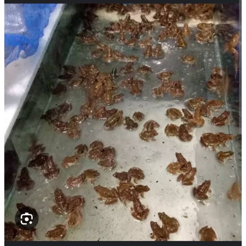 katak sawah hidup paket 10ekor