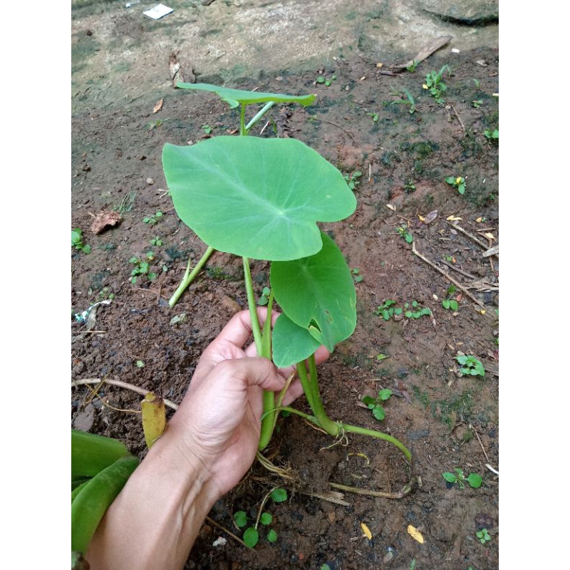 Bibit Unggul Talas ketan bogor | Talas Ketan | Talas bogor